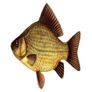 KARASIK avatar