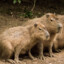 Capybara Hunter
