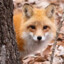 Le Arctic Fox