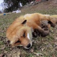 KFawks - steam id 76561197969324651