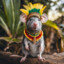 Chama Rat