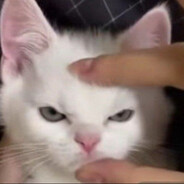 koteloook