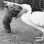 SneakyPelican