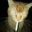 meow