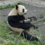 Panda With A Minigun