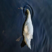 人间本不该令我欣喜的