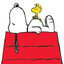 I got racks like Snoopy