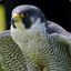 mperegrinefalcon