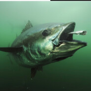 𝕭𝒶𝒾𝓹𝑖𝔞𝔬