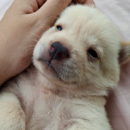 骂我你上厕所没有纸