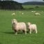 sheep