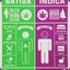 sativa(vs)indica