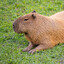 Capybara