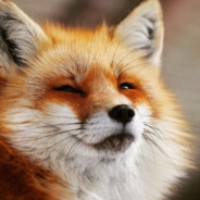 Quantum Fox