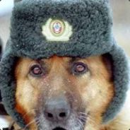 Движуха