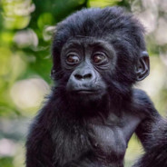BaBy Gorilla
