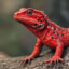 RED_LIZARD