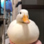 Ducc