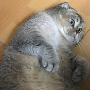 neko lọ