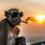 Smoke Monkey