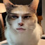 meow meow