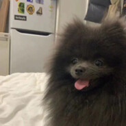 翻斗花园胡图图