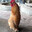 Chicken Joe
