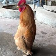 Chicken Joe