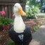 Duck with a Tux