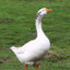 Goose