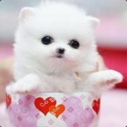 842786003
