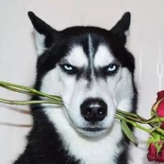 别骂了，我是真的菜