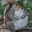 Obese Squirrel