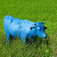 blue cow