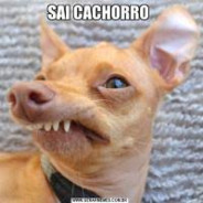 SAIKCACHORRO