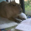 leocapybara8