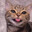 bbykitty