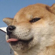 仙上骑着小企鹅