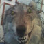 canis lupus