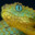 Serpent Christian