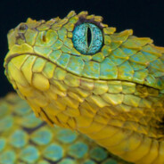Serpent Christian