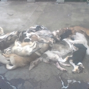 (JDM) Живодерня