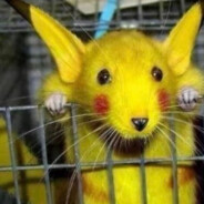 翻斗花园臭老鼠kb