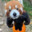 [PS]_Little_Panda_
