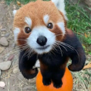 [PS]_Little_Panda_
