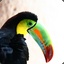 Toucan