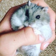 РУДОЛЬФ