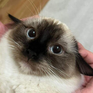 piecu/ - steam id 76561199333192710