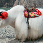 Yak