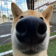 ちょう 丁  しんいちろ